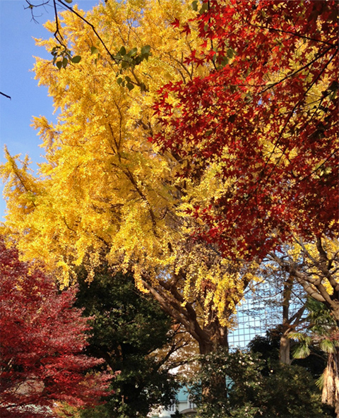 新宿御苑の紅葉
