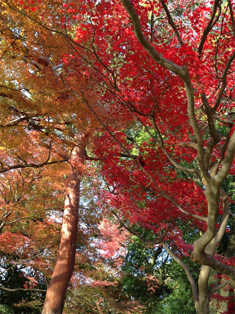 新宿御苑の紅葉