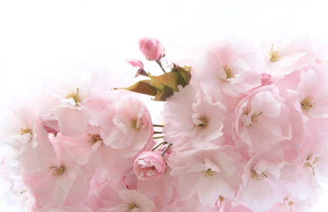 新宿御苑の桜見頃2014