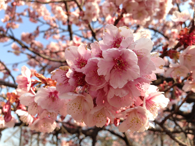 新宿御苑の寒桜
