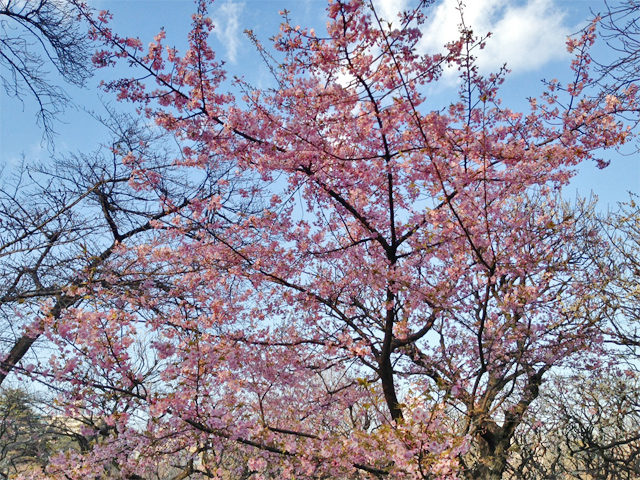 新宿御苑の河津桜