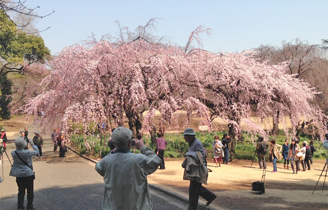 しだれ桜