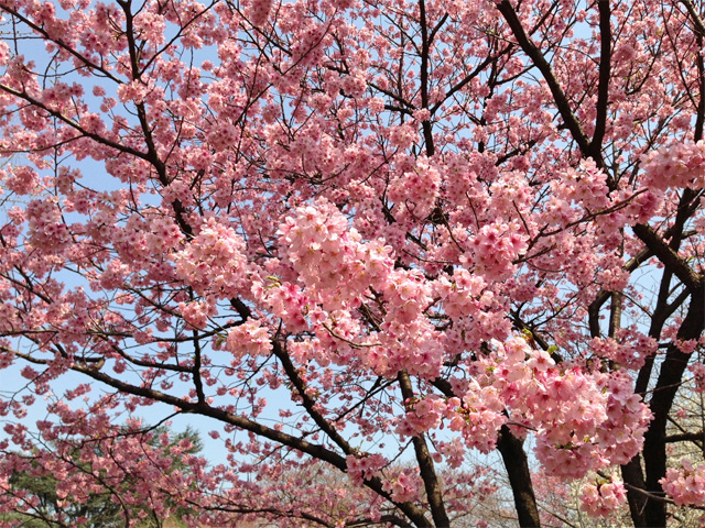 新宿御苑の桜