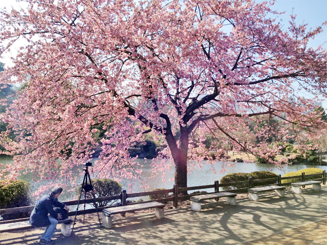 修善寺寒桜
