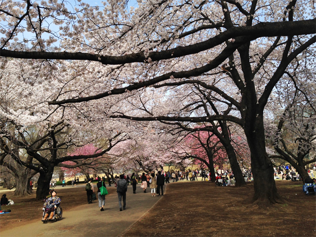 新宿御苑の桜