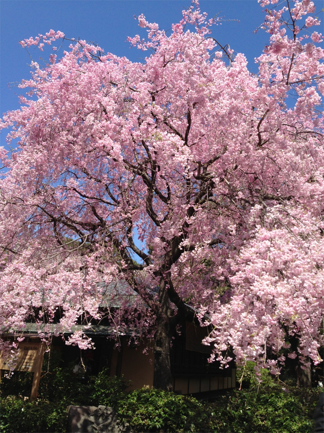 新宿御苑の桜(八重紅枝垂)