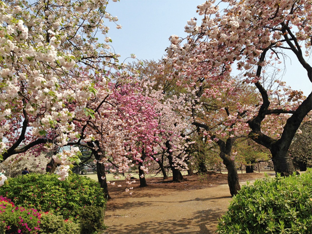 新宿御苑の桜