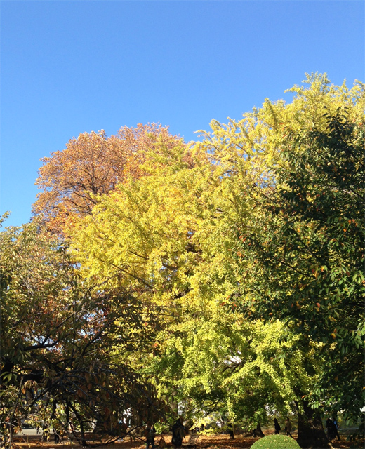 新宿御苑の紅葉