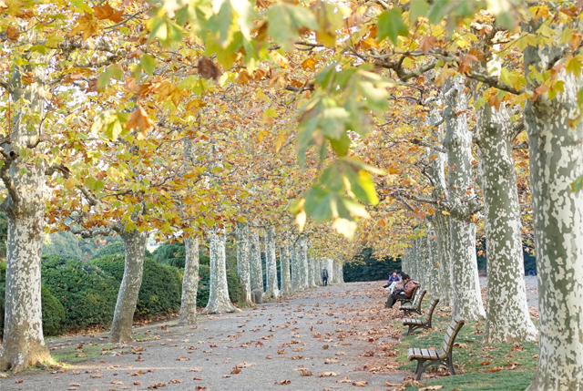 新宿御苑の紅葉情報