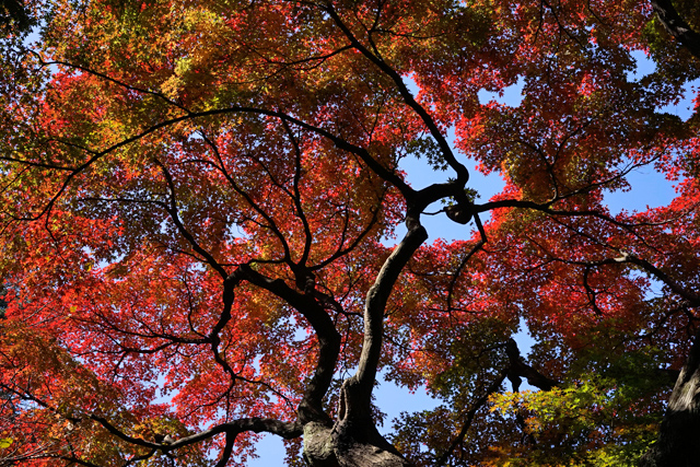 新宿御苑の紅葉