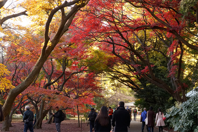 新宿御苑の紅葉