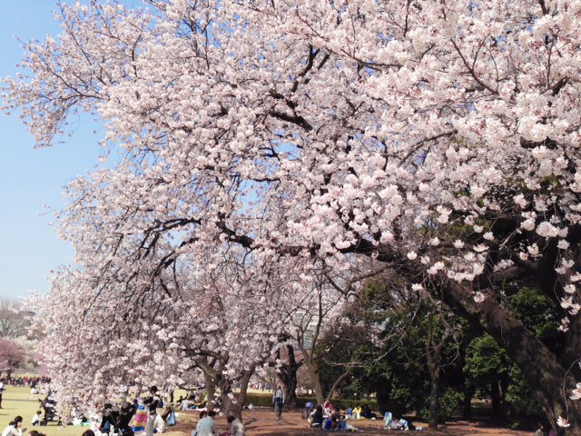 新宿御苑の桜2015