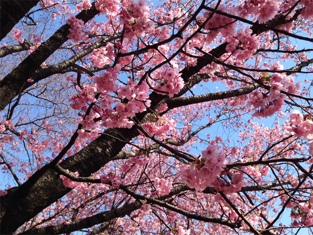 新宿御苑の桜(陽光)