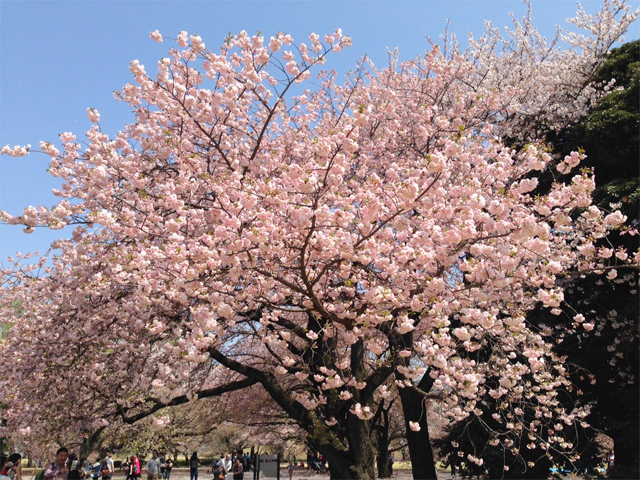 新宿御苑の桜2015