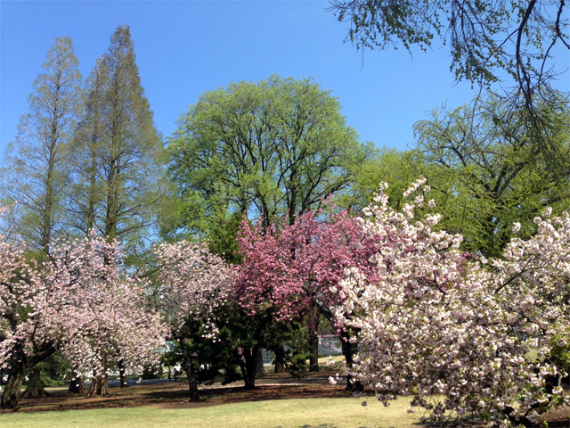 新宿御苑の桜