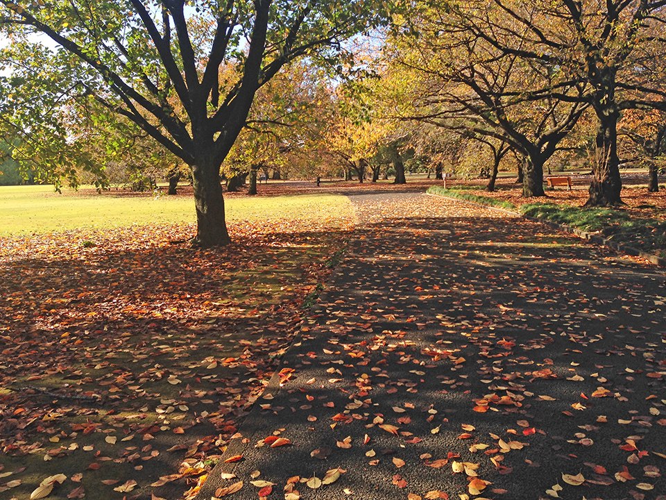 新宿御苑の紅葉