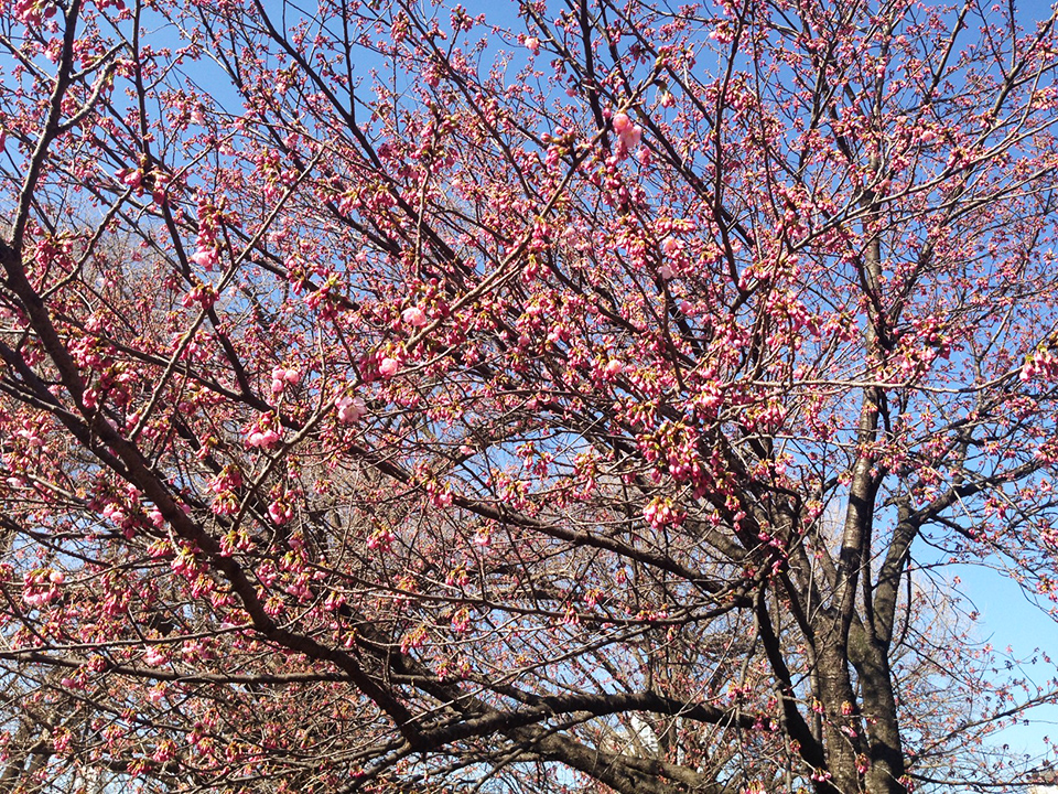 新宿御苑の桜2016