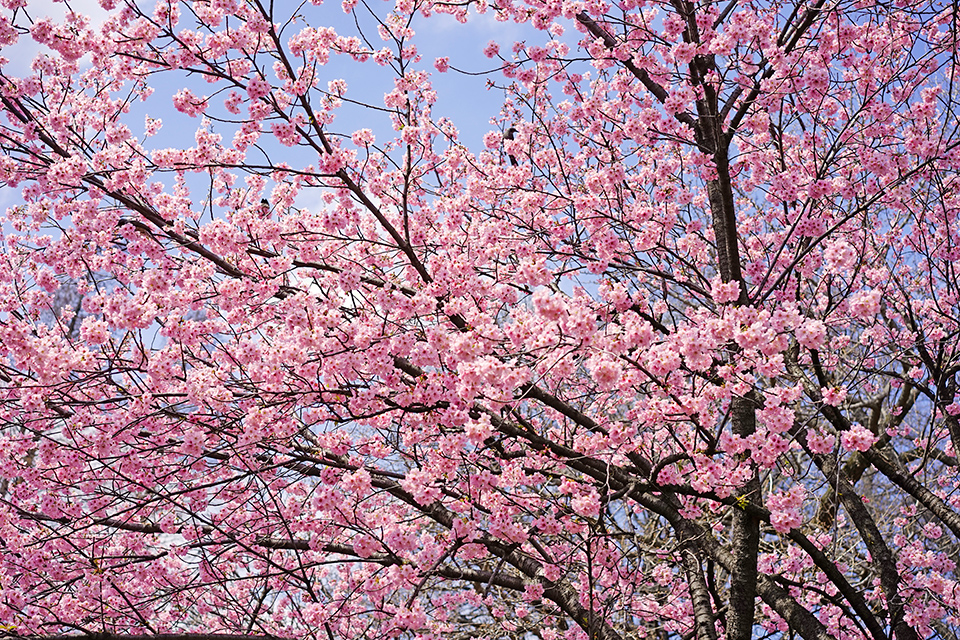 新宿御苑の桜2016(陽光)