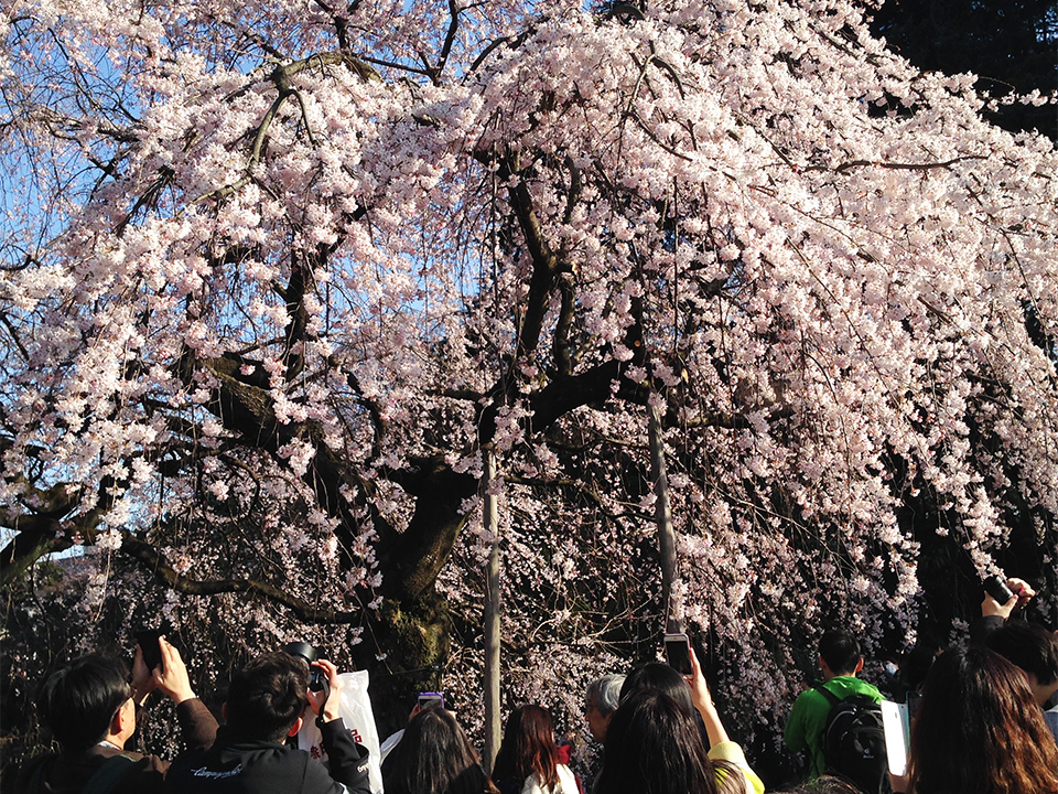 下の池のしだれ桜(新宿御苑)