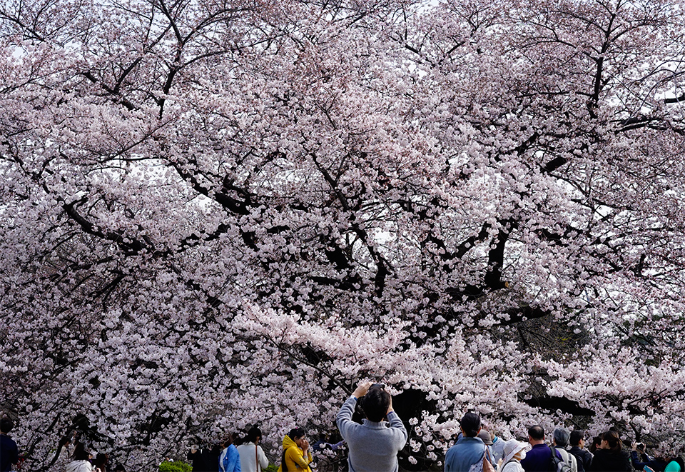新宿御苑の桜2016