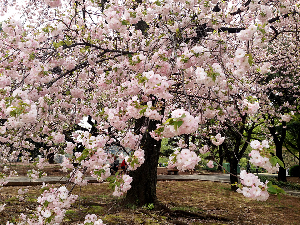 新宿御苑の八重桜(一葉)2016