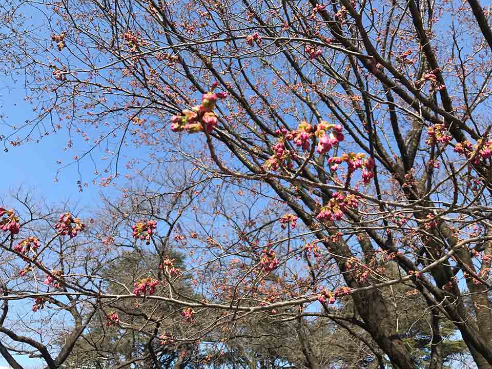 新宿御苑の桜2017