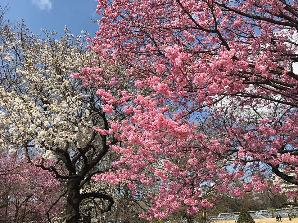 新宿御苑の桜2017