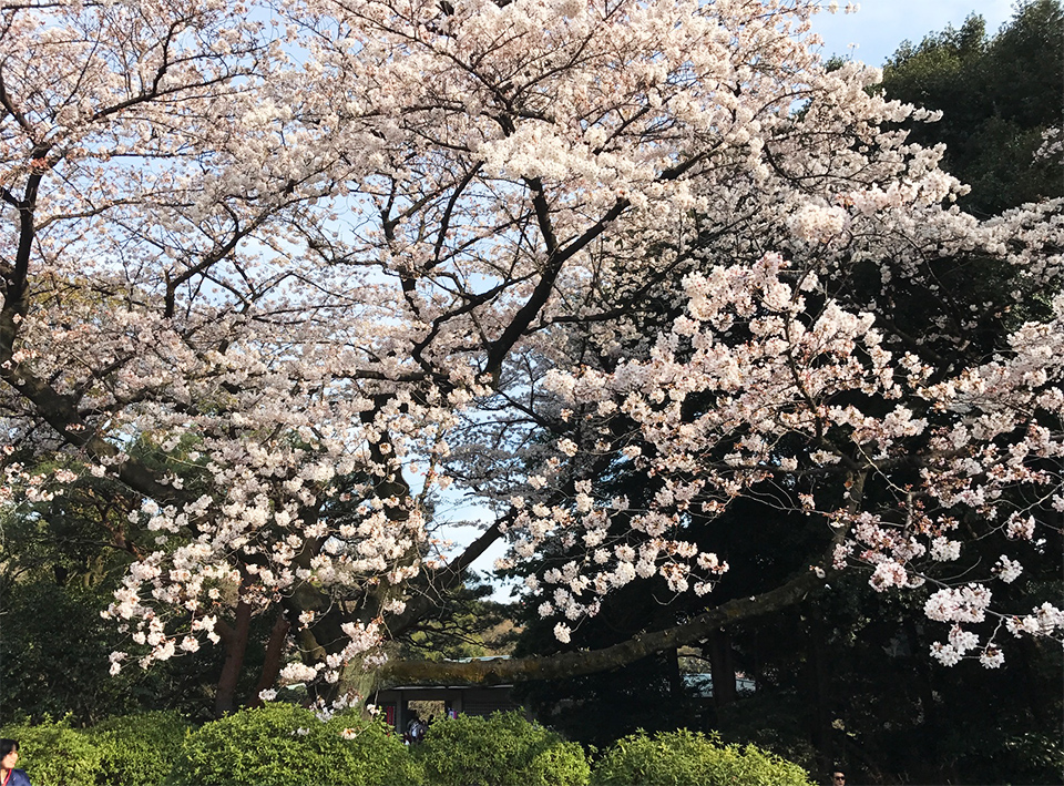 新宿御苑の桜2017
