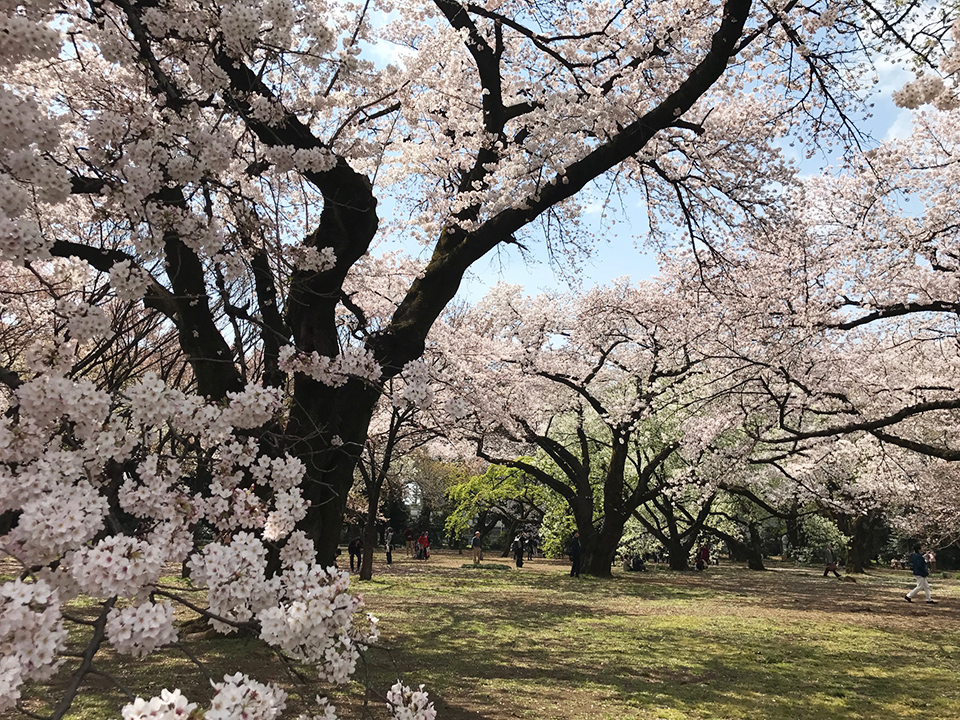 新宿御苑の桜2017