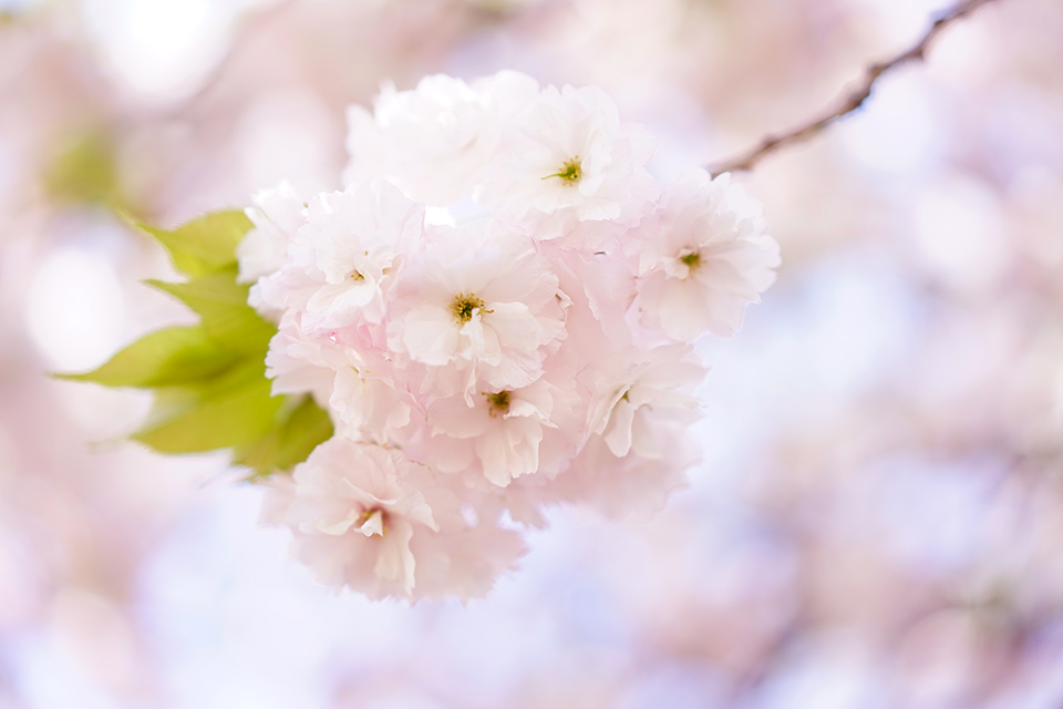 新宿御苑の八重桜