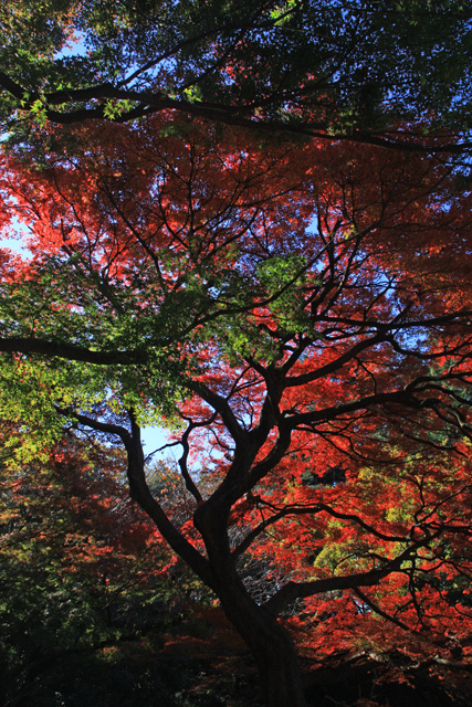 新宿御苑の紅葉2013