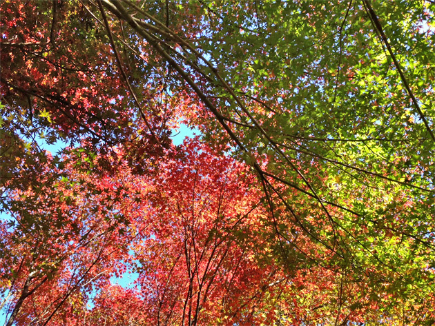 新宿御苑の紅葉見頃