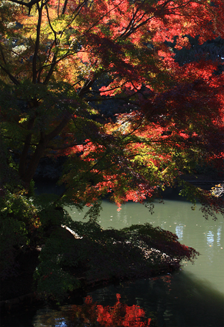 新宿御苑の紅葉2013