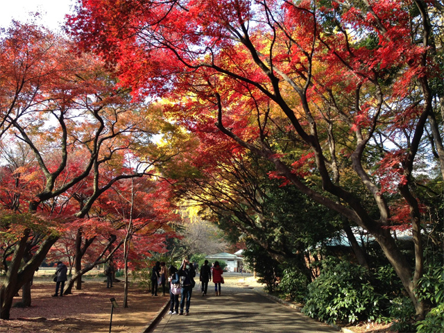 新宿御苑の紅葉