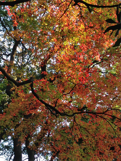 新宿御苑の紅葉