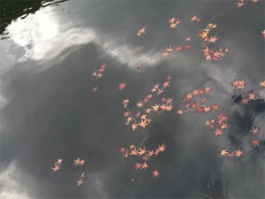 新宿御苑の紅葉