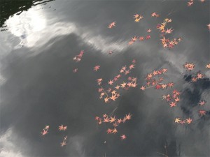 新宿御苑の紅葉