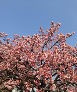 新宿御苑の寒桜2014