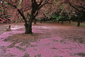 新宿御苑の桜2014