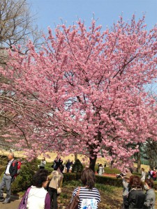 新宿御苑の桜