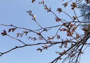 新宿御苑の桜