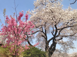 新宿御苑の桜