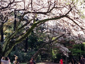 新宿御苑の桜