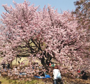 新宿御苑の桜