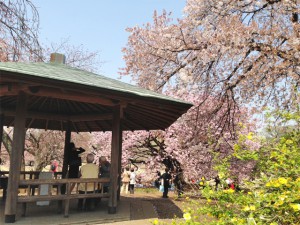新宿御苑の桜