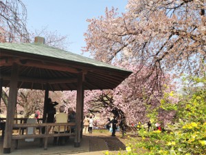 新宿御苑の桜