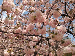 新宿御苑の桜