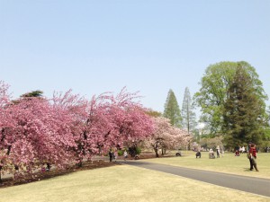 新宿御苑の桜