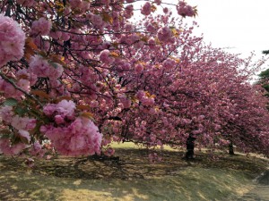 新宿御苑の桜