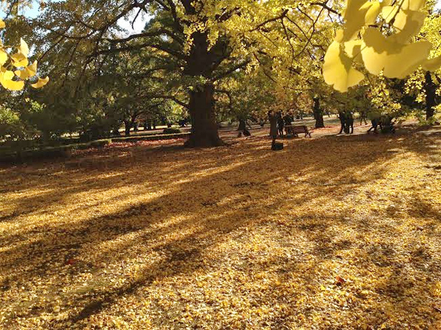 新宿御苑の紅葉